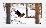 capercaillie metso_3121 * 1343 x 763 * (714KB)